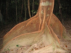 CairnsTC087 Mossman Gorge